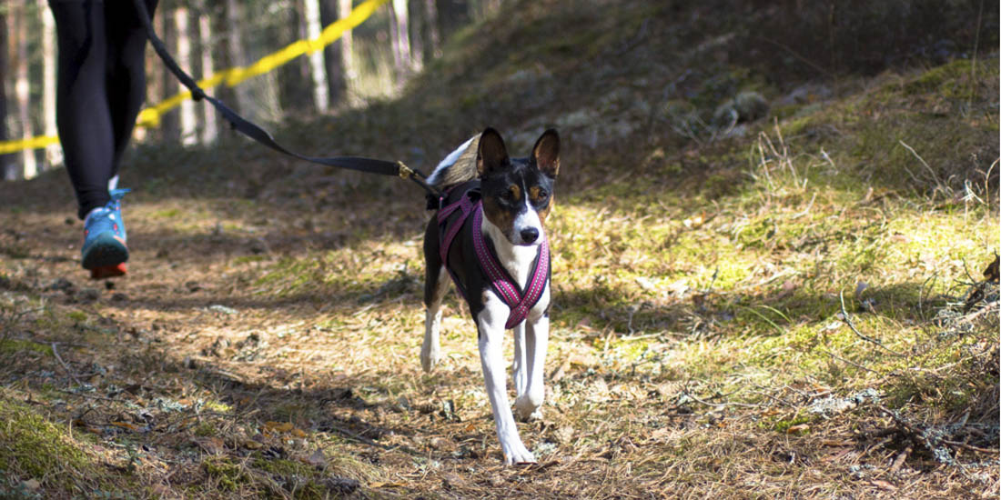Koerte luitekross
