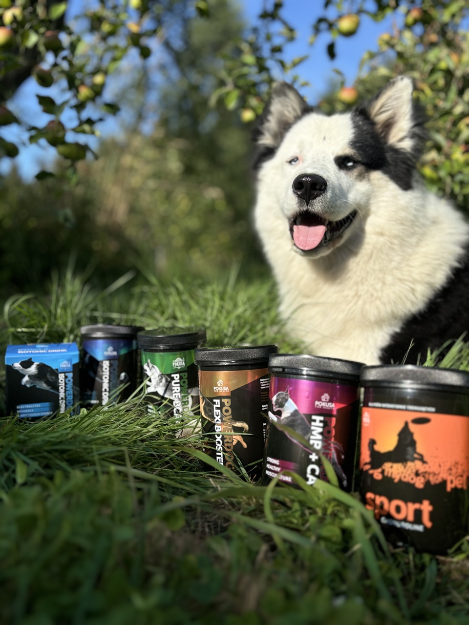 Luitejooks-koertekross_peatoetaja Mashashiro Luitejooks-koertekross_peatoetaja Mashashiro